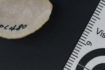 Media type: image;   Malacology 106480 Description: Digital documentation photo of dry specimen.;